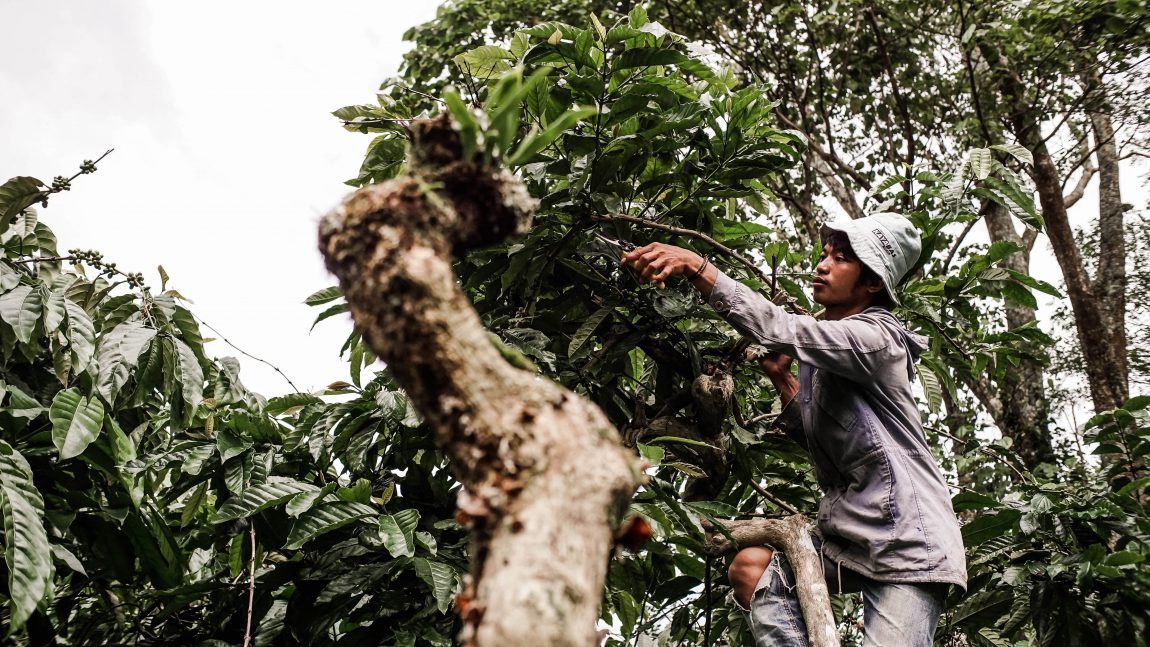 Tidak Sekadar Menanam, Para Petani Diajak Cara Merawat Tanaman Kopi Melalui Pelatihan Dompet Dhuafa